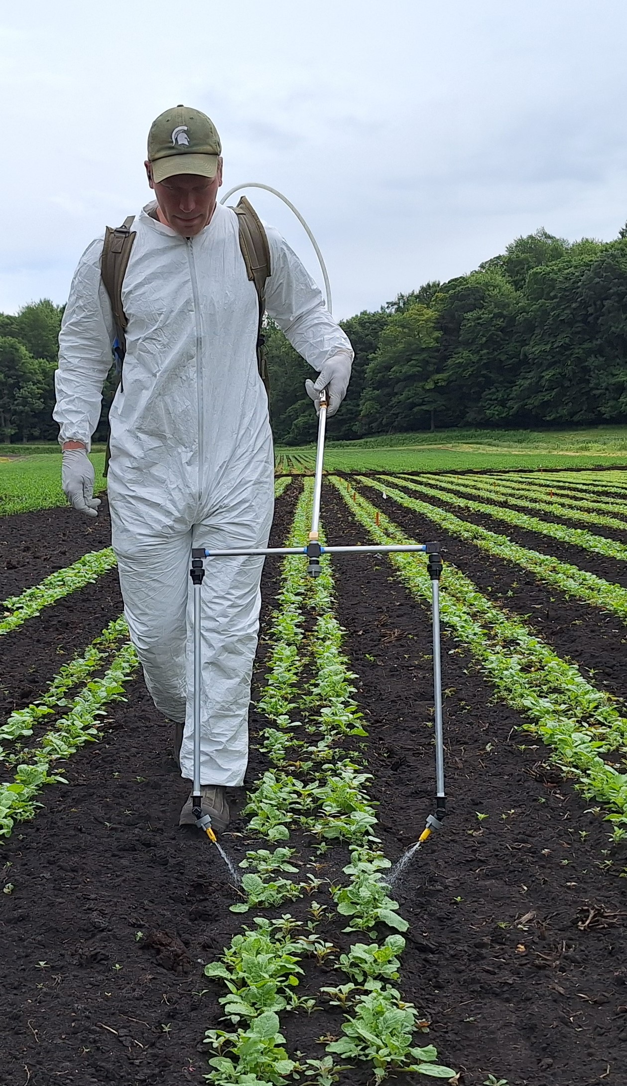 A man with a backpack sprayer boom with drop nozzles spraying the base of plants in a field.